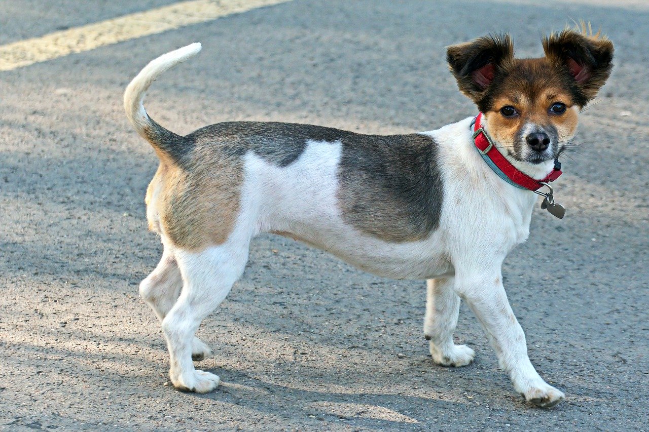 Unicorn Takes Dog Out For A Walk
