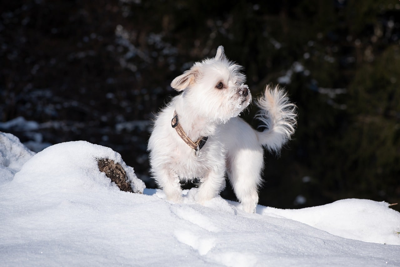 dog, white, winter dog, white, winter