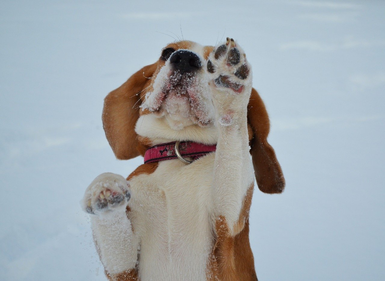 Video Of Dog And Baby In Their Cutest Dance Session Goes Viral