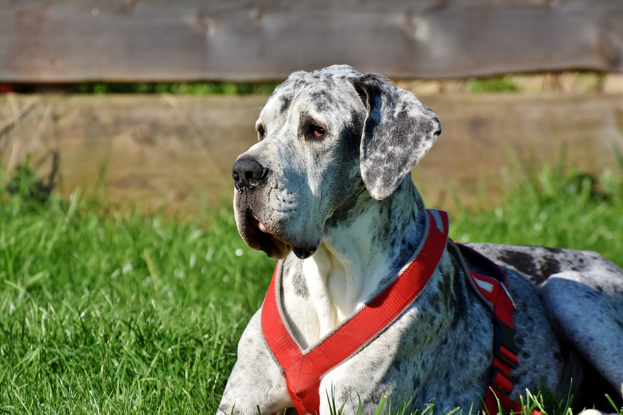 Watch This Classic Video Of Luby The Great Dane