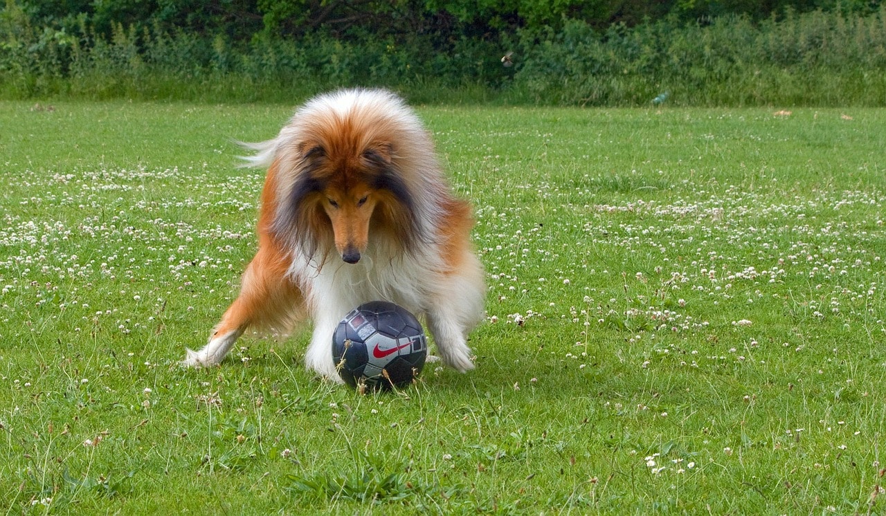 This Pooch Is A Huge Football Fan And A Supporter Of His Team