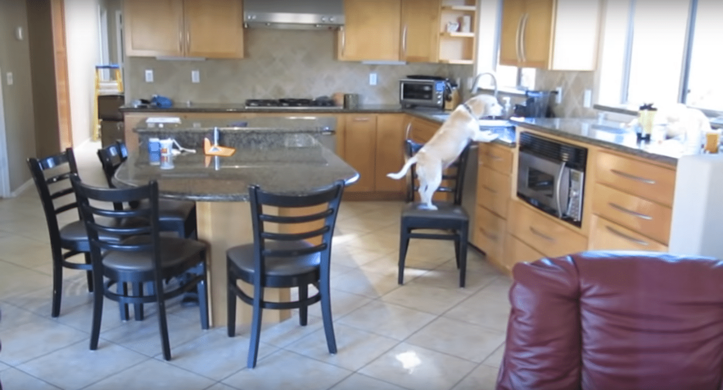 Hidden Camera Reveals A Beagle Stealing Food In The Counter After Her Owner Leaves The House