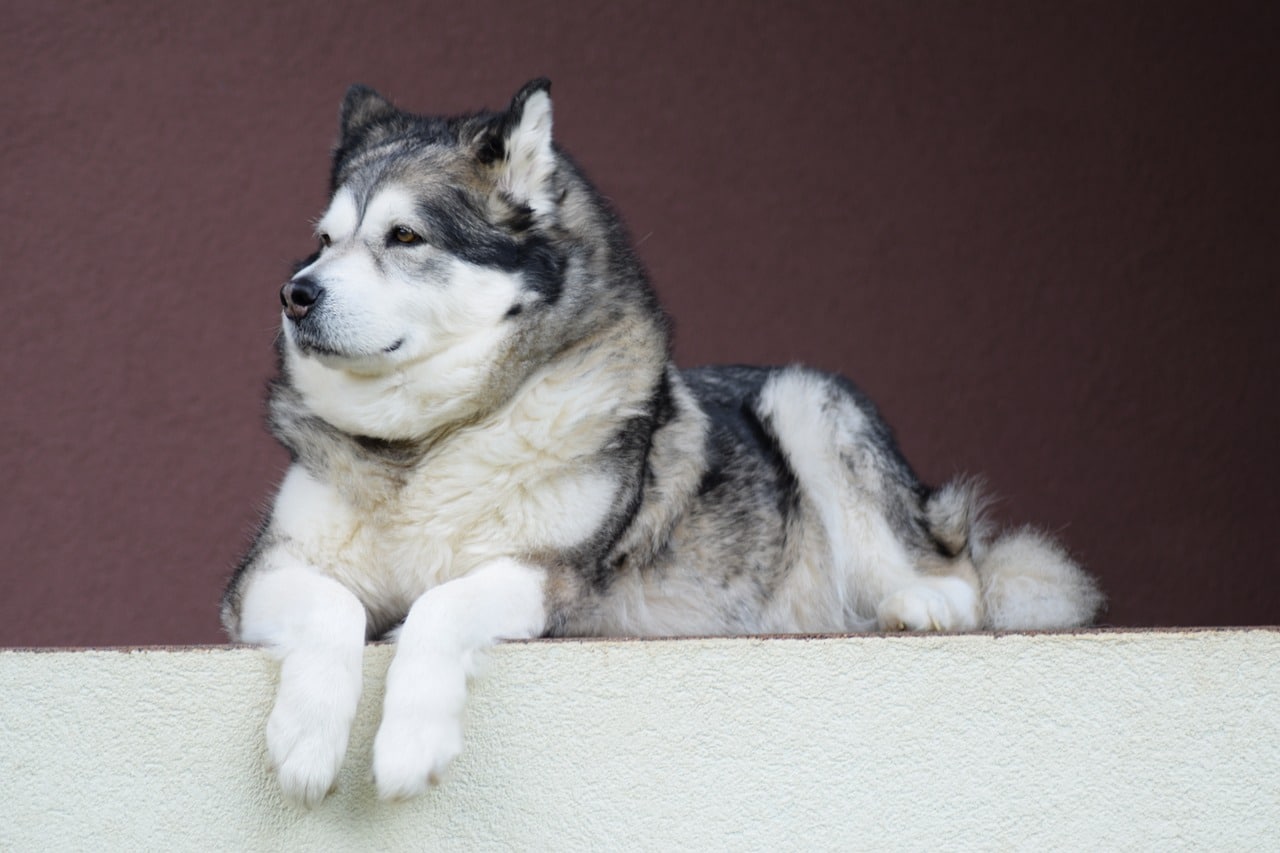 alaskan-malamute, malamute, dog alaskan-malamute, malamute, dog