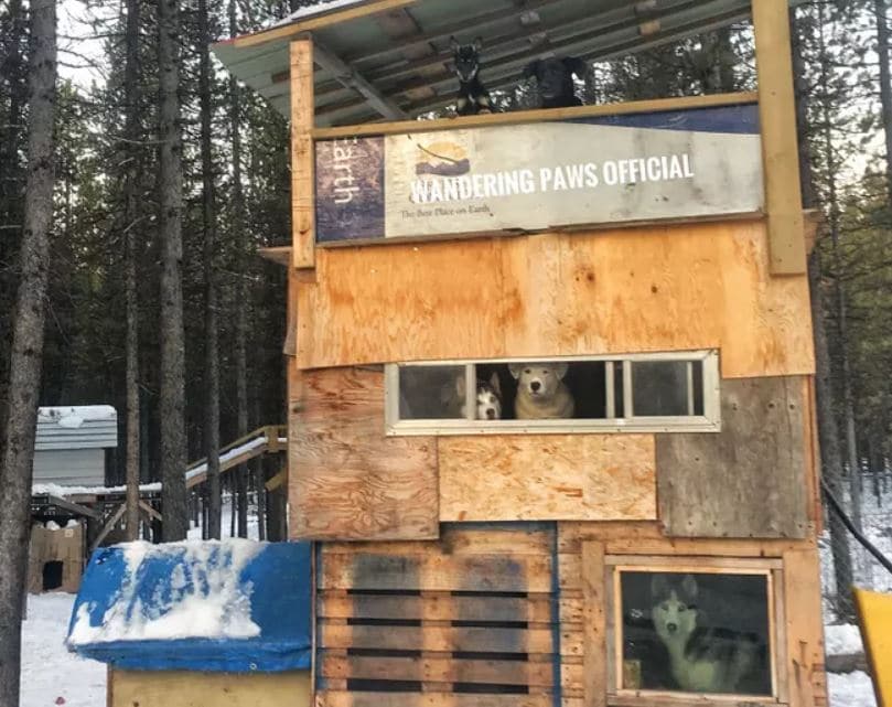 dog-palace-to-play-in