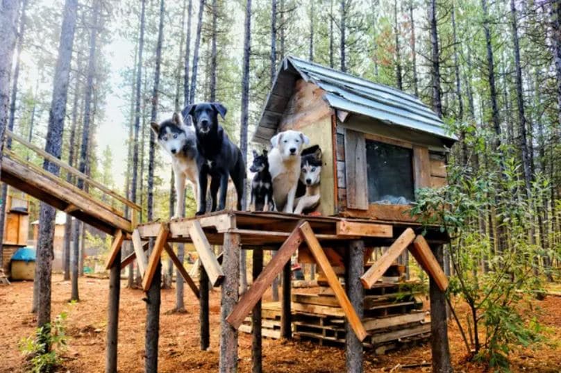 dogs-in-their-dog-palace