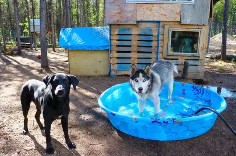 husky-lab-prepare-to-bath