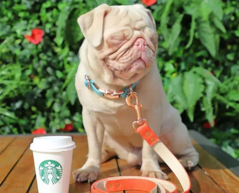 milkshake-posing-with-starbucks