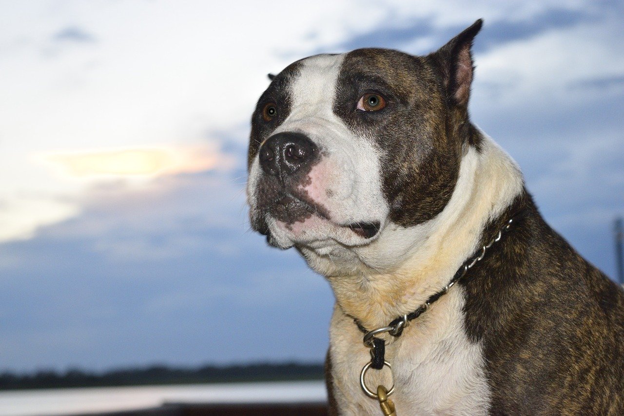 Rescued Pit Bull Dressed Up By Her Owner To Show Her Real Beauty