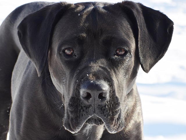 Cane Corso Dog Gave Birth:The Owner Couldn’t Believe His Eyes
