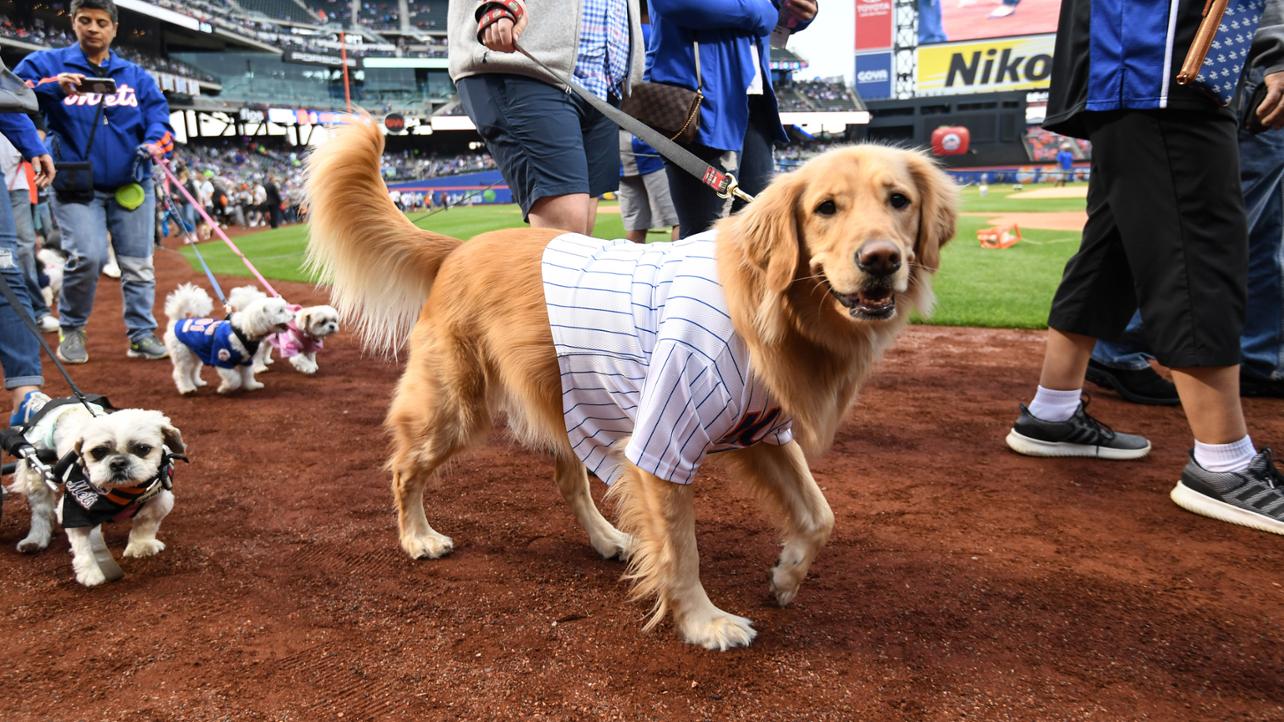 Dog Wears Matching Winnie The Pooh Pajamas With Owner