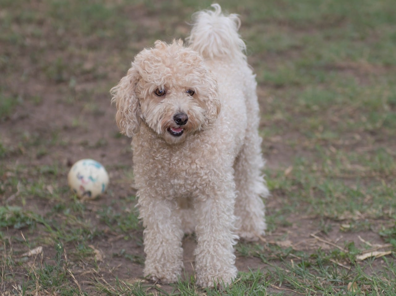 Severely Matted Poodle Rescued From The Streets