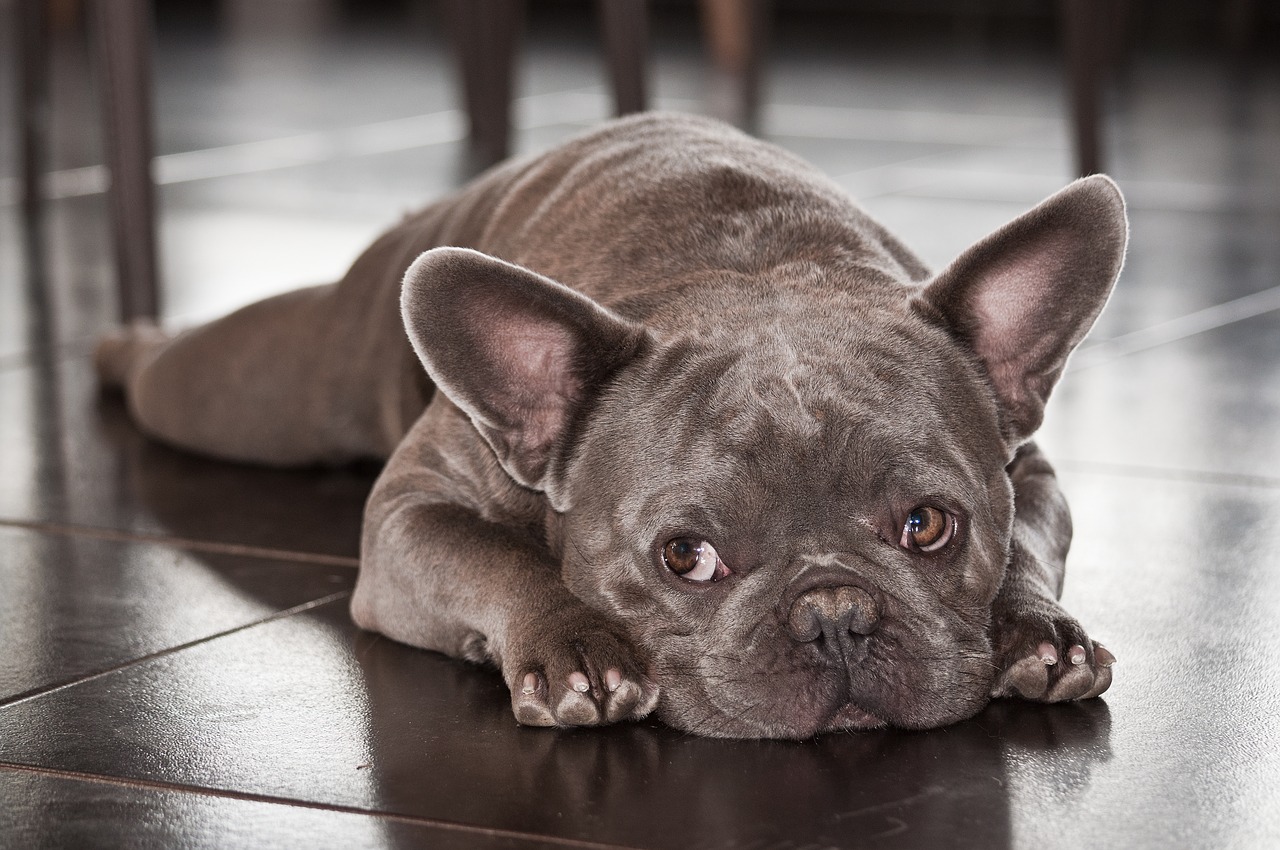 This Litter Of Six French Bulldogs Is Worth A Whopping £16,200