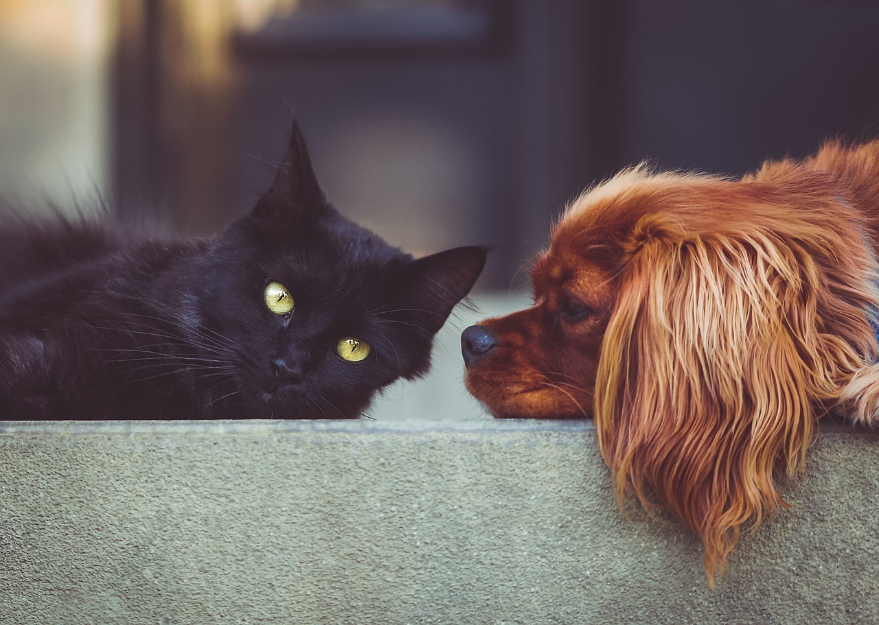 This Pup Who Is Mourning For His Cat Best Friend Gets A New Kitten To Cheer Him Up